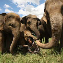 Load image into Gallery viewer, Elephant Love Necklace

